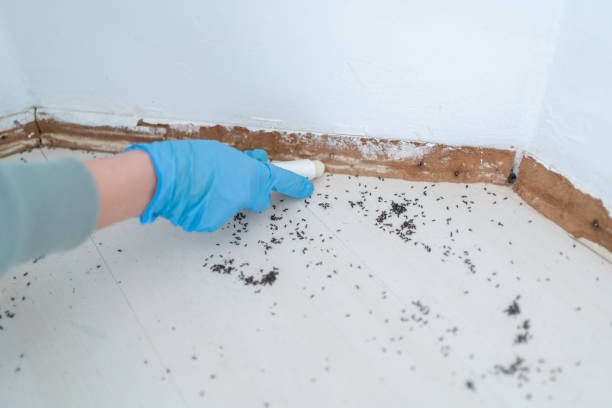 Best Best Pest Control Companies  in Dublin, GA